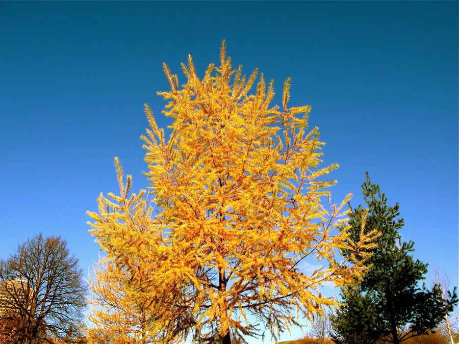 Colori del Quebec (07)