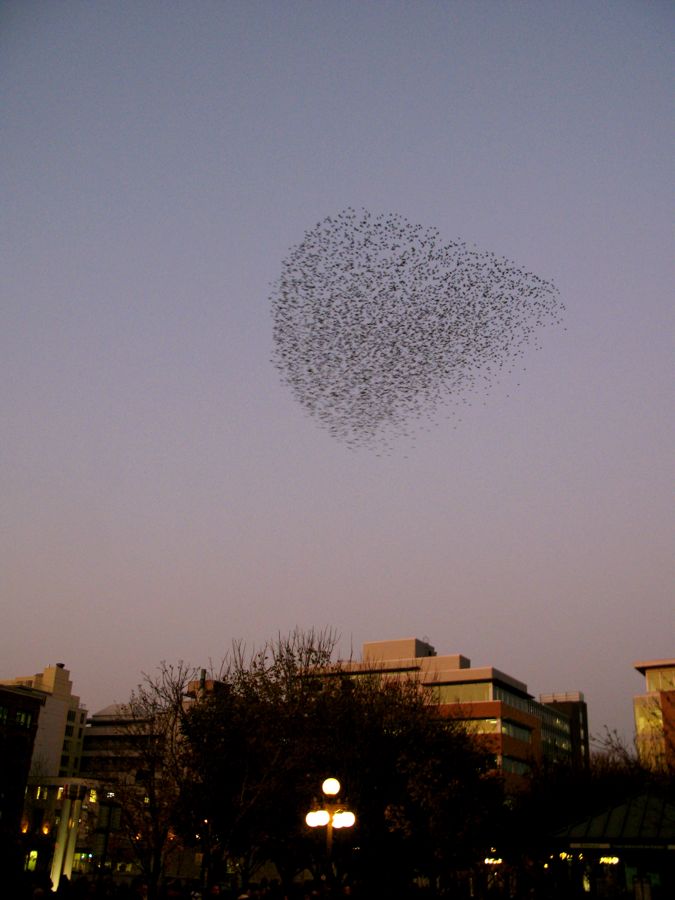 Birds over Quebec City