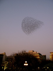 Birds over Quebec City