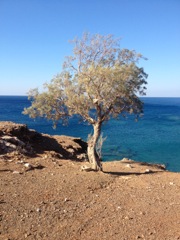 tamarix over Hammam beach