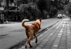 cane3zampeIMG_0994